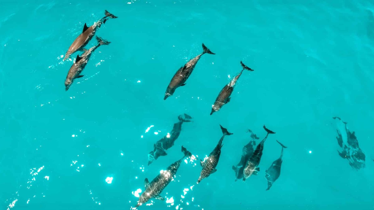 Morning Dolphin Tour Image 1