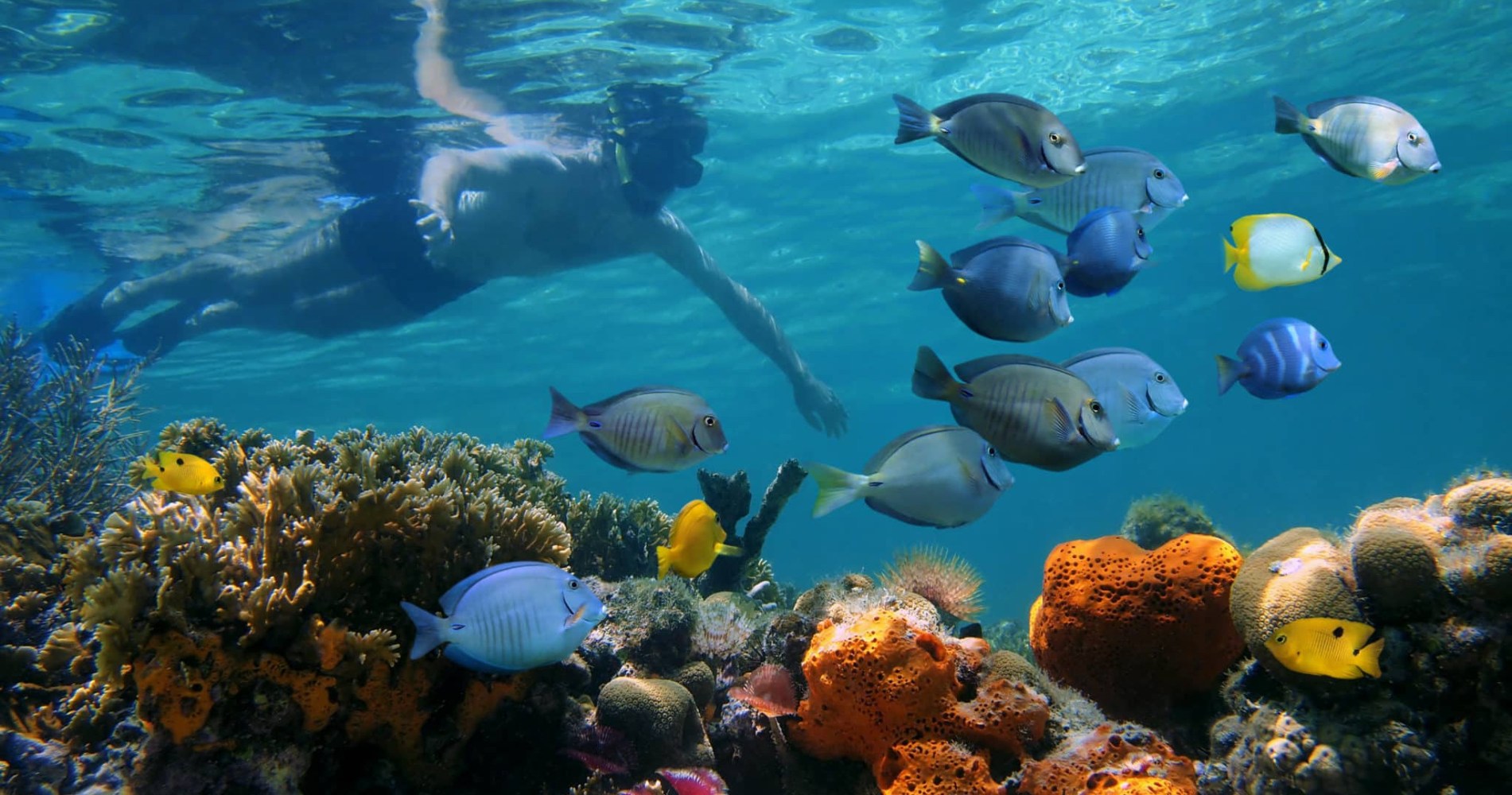 Afternoon Reef Snorkel - Historic District key west