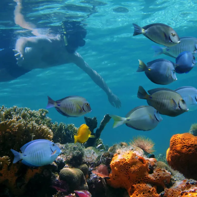 Afternoon Reef Snorkel - Historic District key west