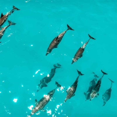 dolphins in key west