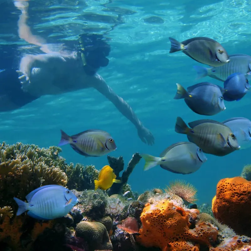 Rise & Reef Morning Snorkel Image 1