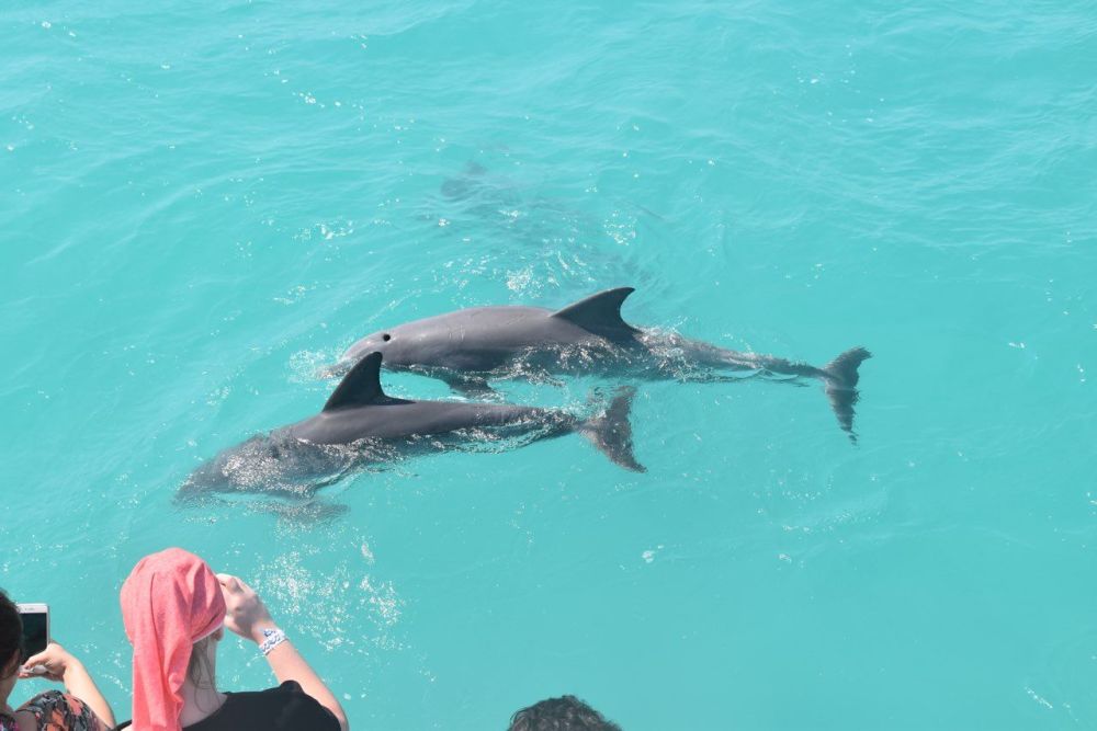 key west dolphin snorkel combo tour in florida