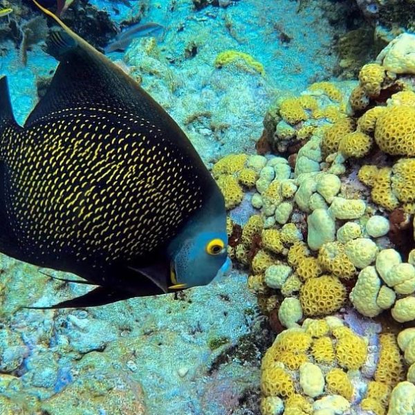 reef fish in key west coral