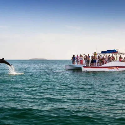 dolphin jumping out of water on tour