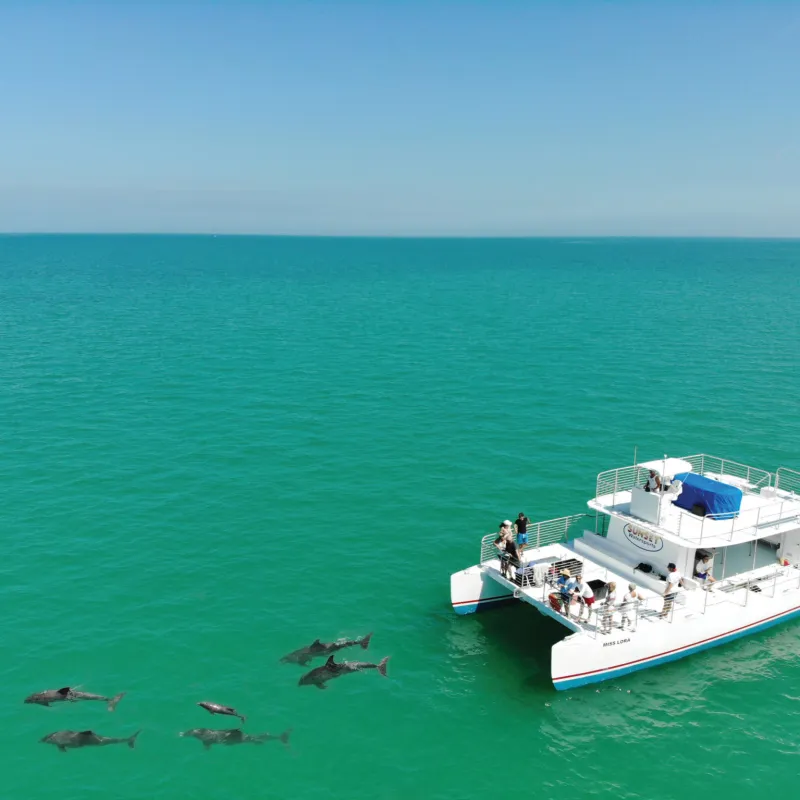 dolphin tours in key west florida vacation