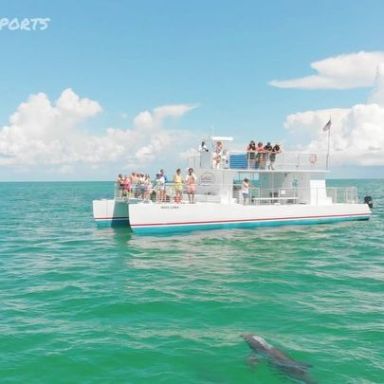 swim with dolphin in key west