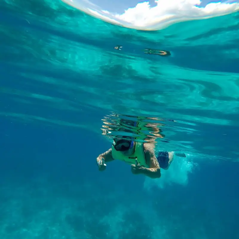 swim with dolphin in key west