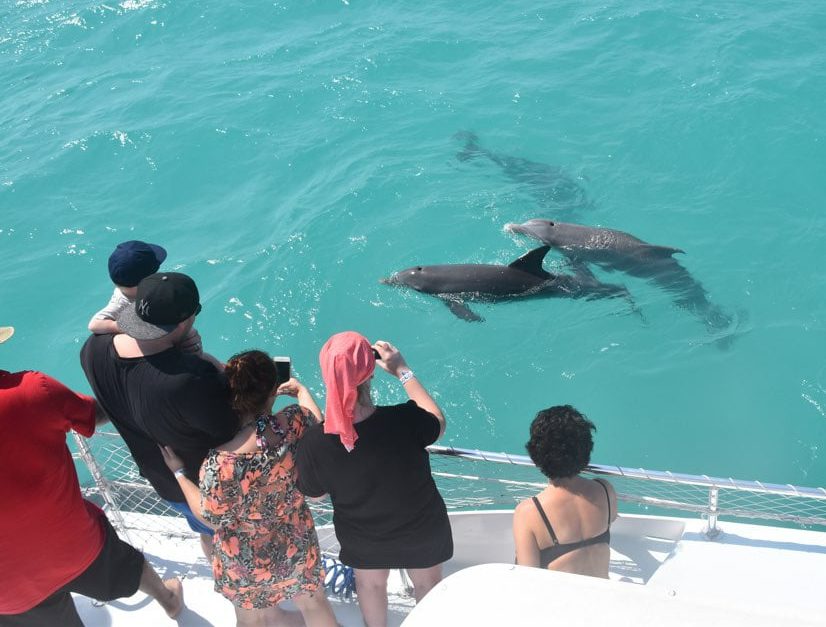 dolphin watch near key west