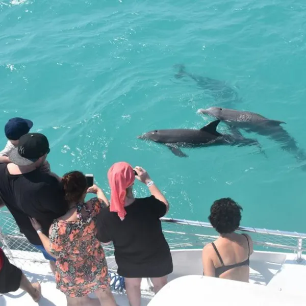 dolphin watch near key west