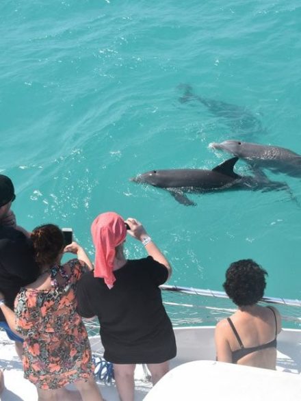 dolphin watch near key west