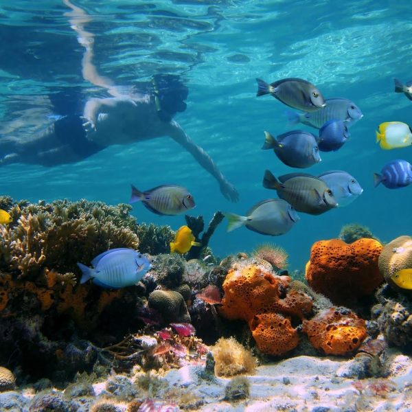 snorkeling tours near me