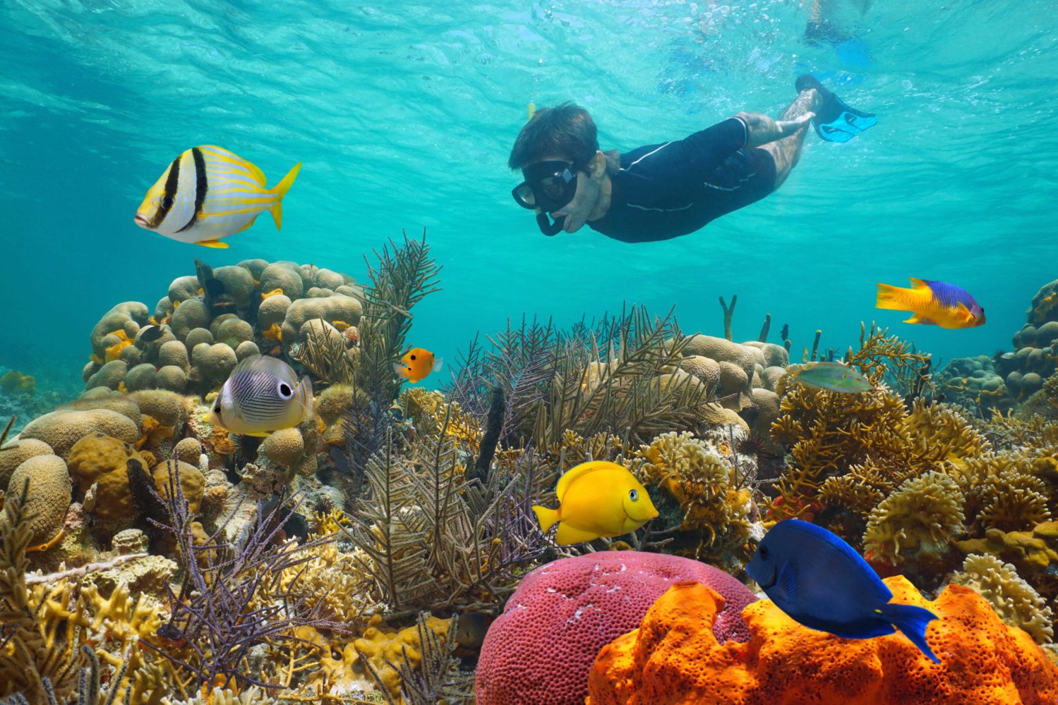 Guest snorkeling above colorful coral and tropical fish with Sunset Watersports Key West