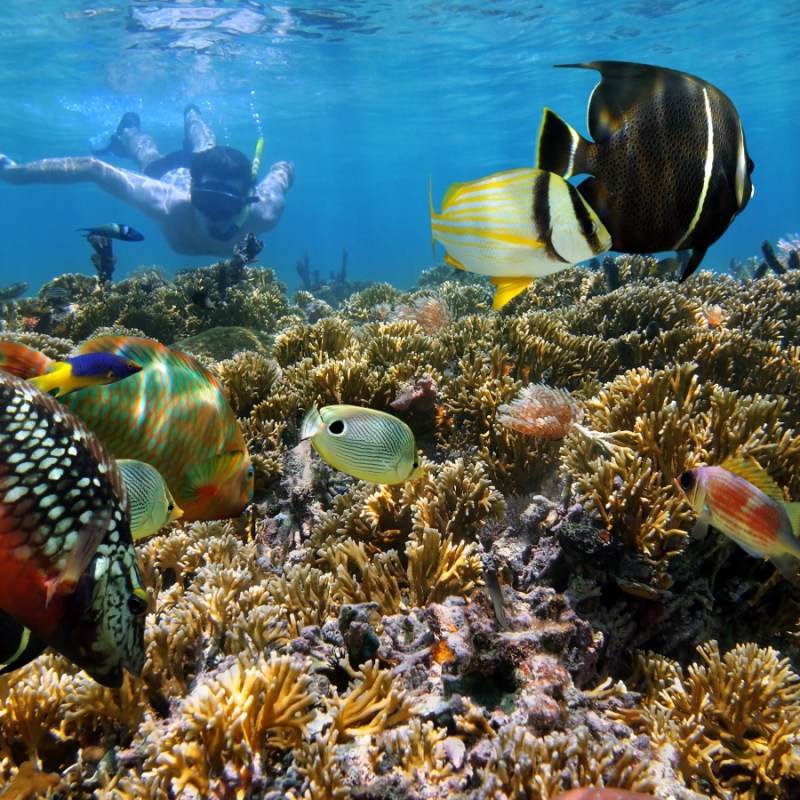 key west reef snorkeling florida