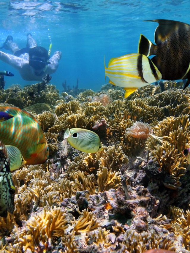 key west reef snorkeling florida