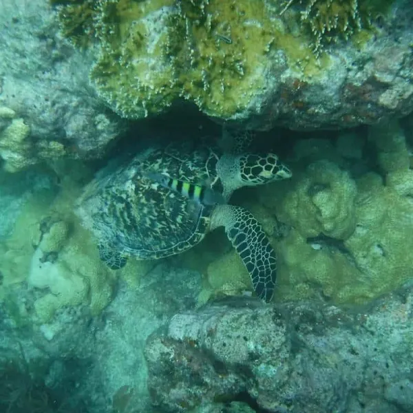 snorkel with a turtle in key west florida