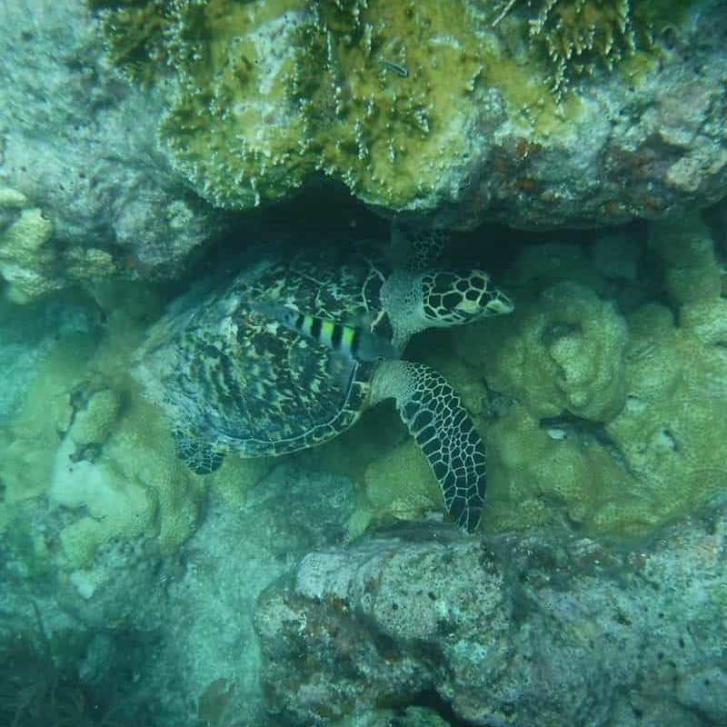 snorkel with a turtle in key west florida