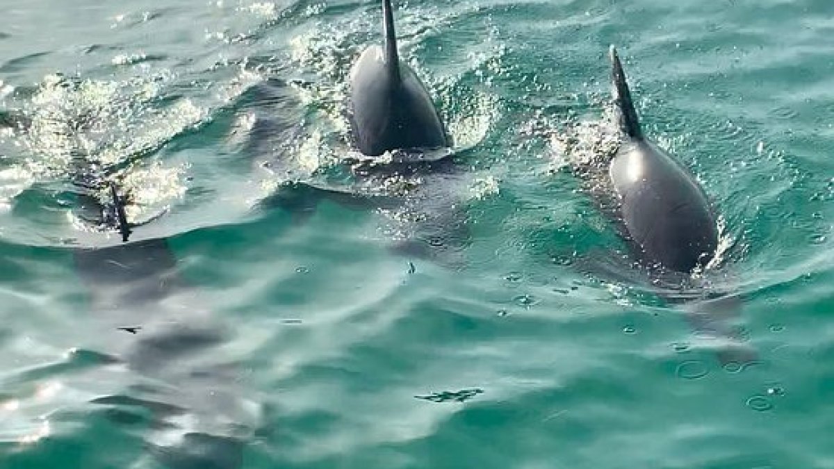 a dolphin swimming in key west
