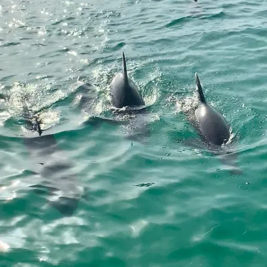 a dolphin swimming in key west