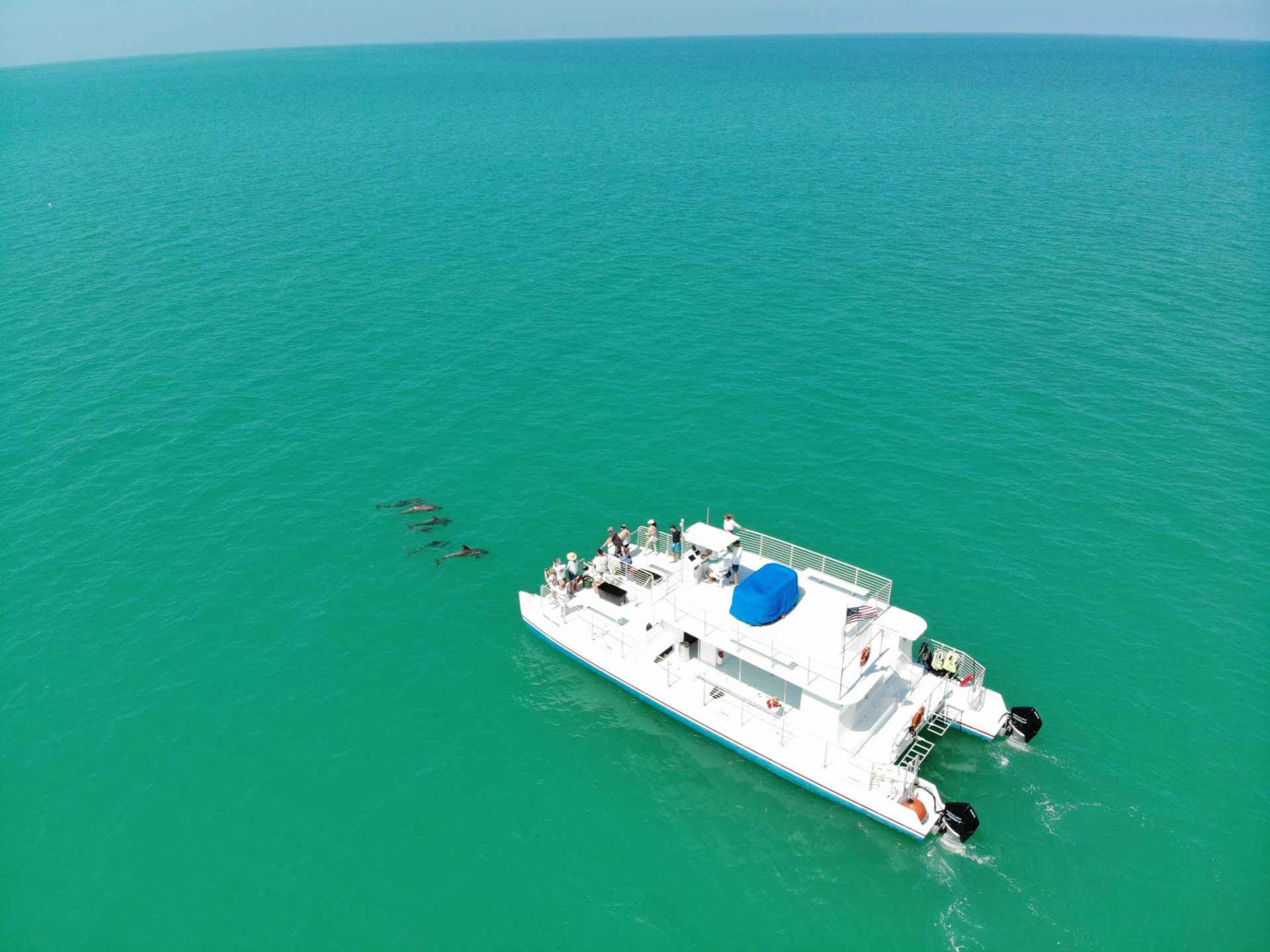 dolphins next to boat in key west