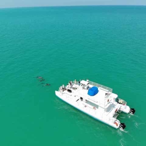 dolphins next to boat in key west