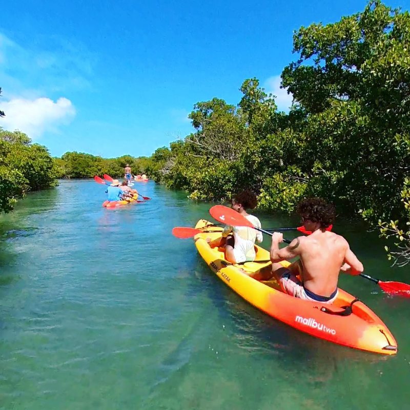 mangrove tunnel kayak eco tour