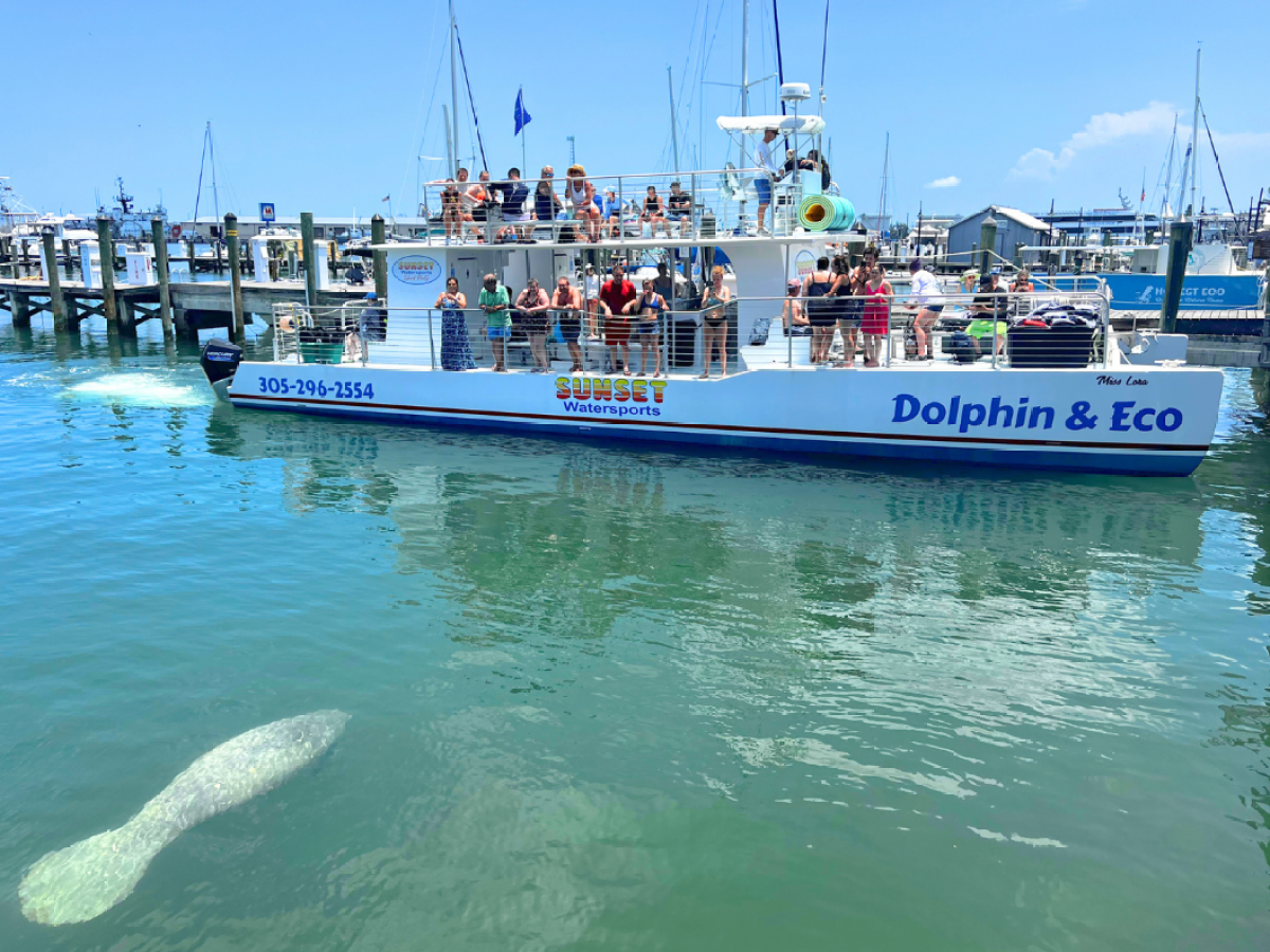 manatees in key west tours
