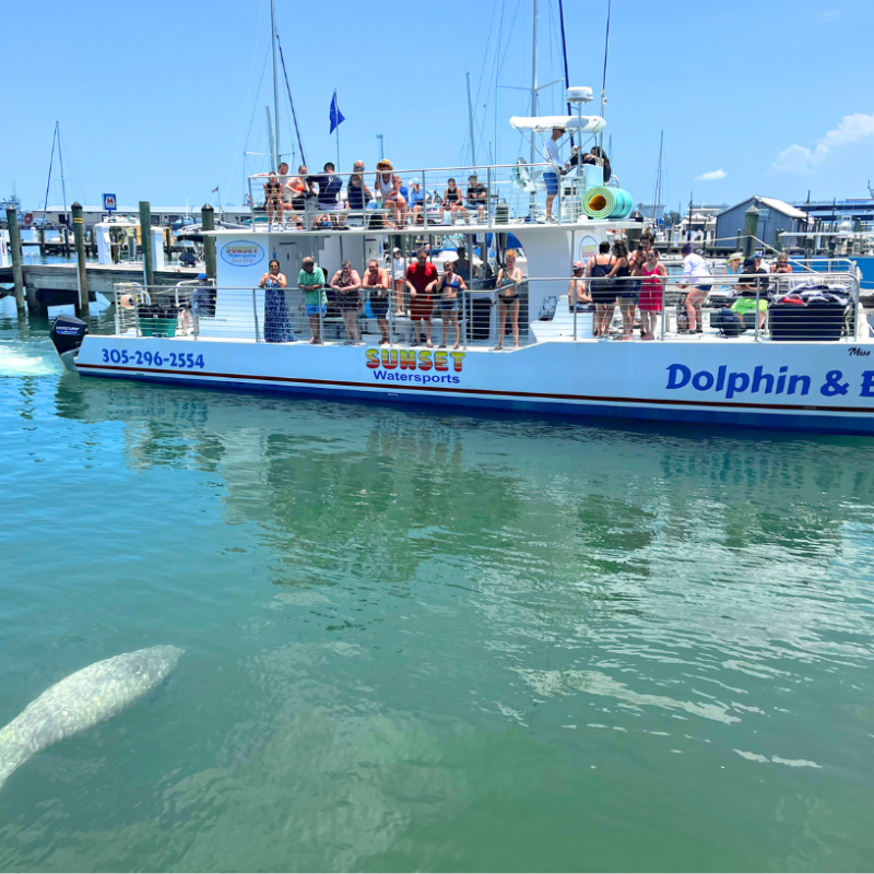 manatees in key west tours