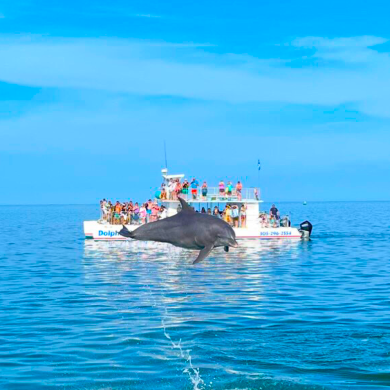 dolphin watch company in key west