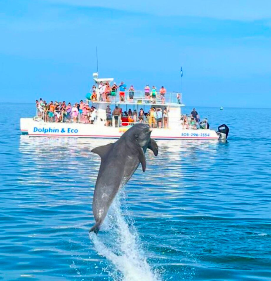 Dolphin Watch Tours Sunset Watersports Key West