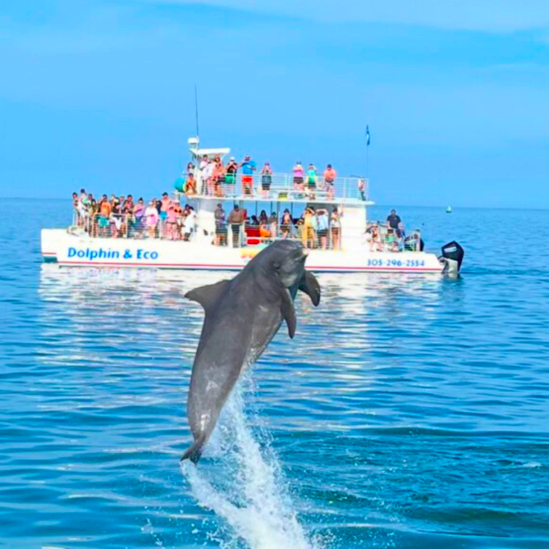 dolphin watch tours in key west