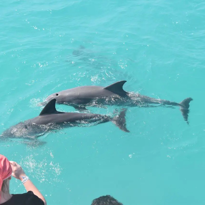 holiday & spring break dolphin tours