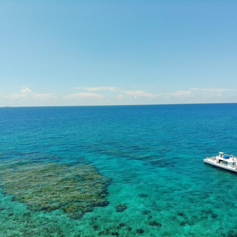 dolphin watch trips and tours in key west