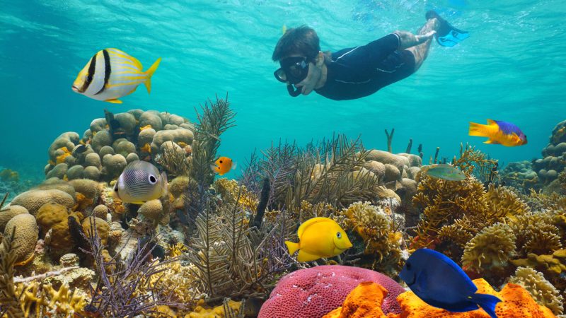 sunset snorkel discount trip snorkeling the reef in key west florida
