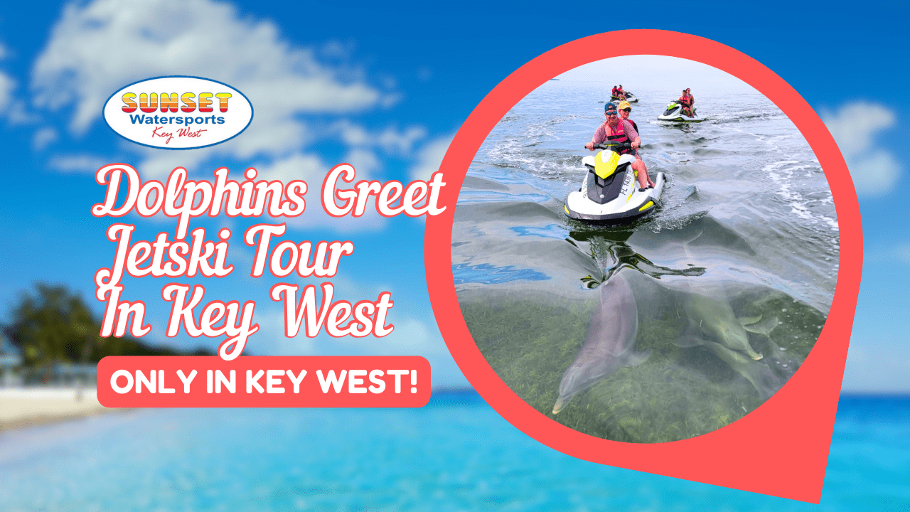 dolphins greet jetski tour in key west florida sunset watersports