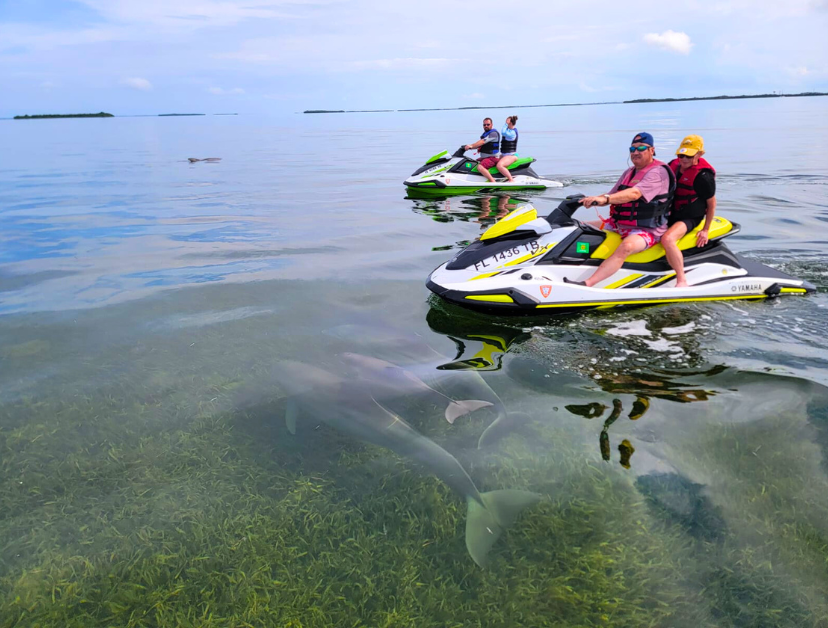 jetski tours key west florida encounter dolphins