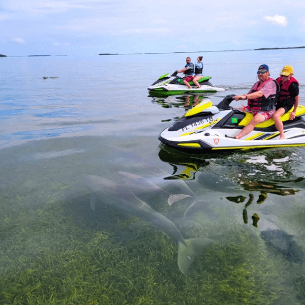 jetski tours key west florida next to dolphins