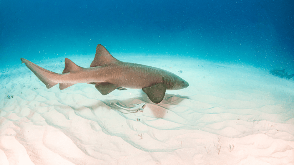 nurse shark in key west florida