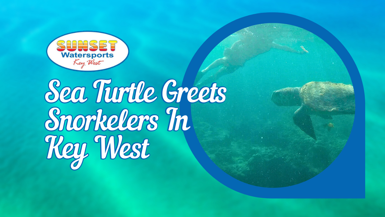 sea turtle swims with snorkelers in key west sea turtle swims with snorkelers in key west