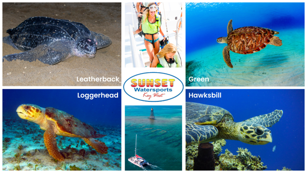 swim with sea turtles in key west