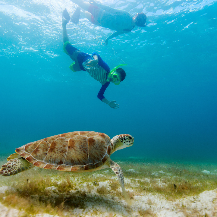 a turtle swimming under water