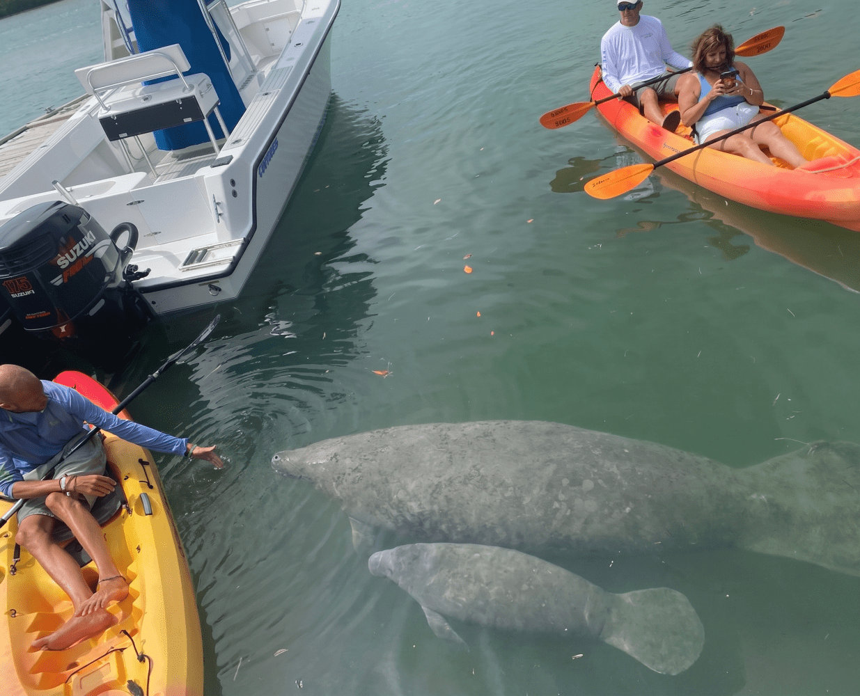manatees in key west florida (2)
