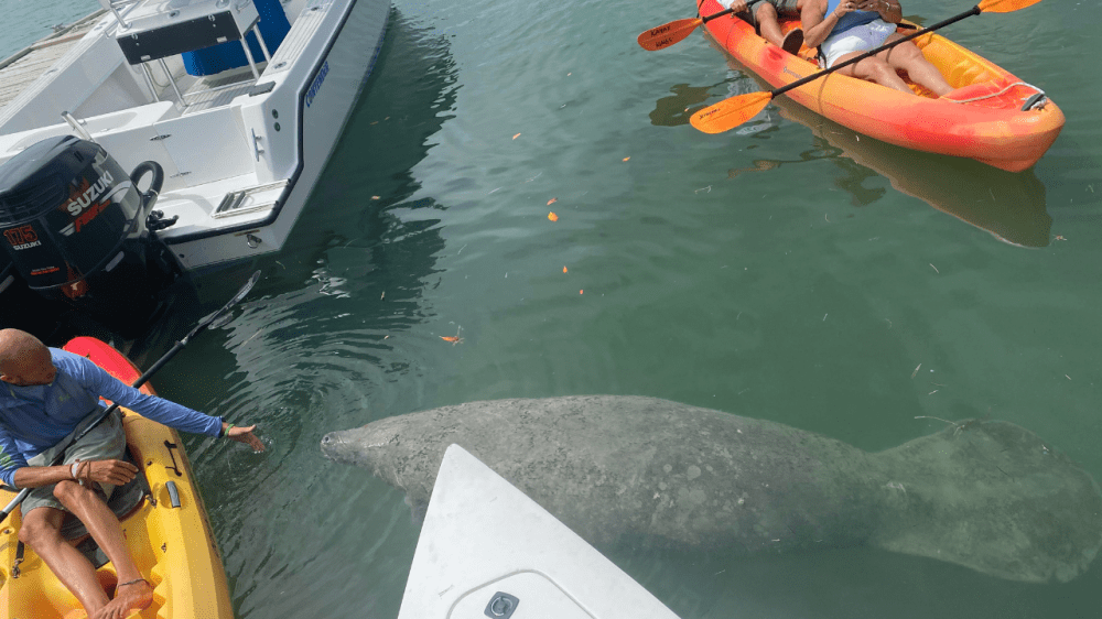manatees in key west florida