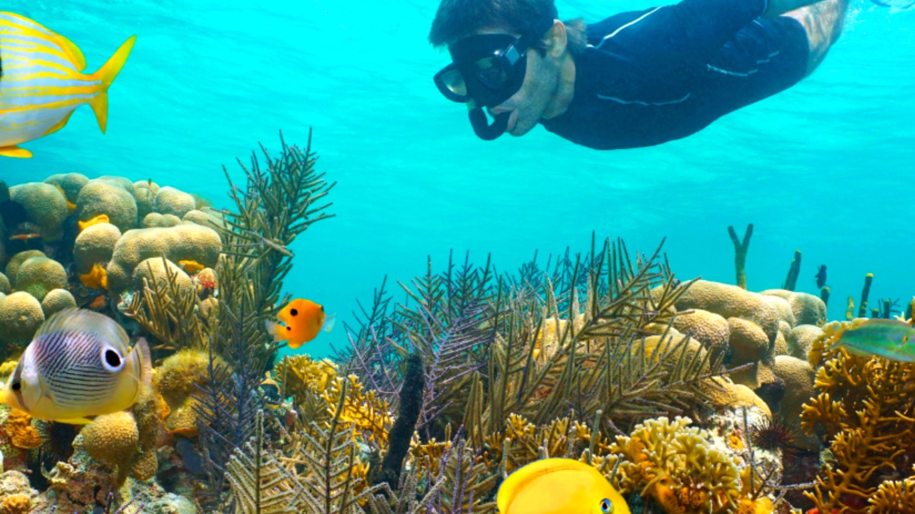 Reef Snorkeling Key West Sunset Watersports