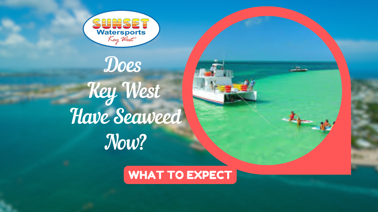 Featured image for a Key West travel guide about seaweed and sargassum conditions. The image shows visitors relaxing in shallow turquoise water near a Sunset Watersports boat at a Key West sandbar.