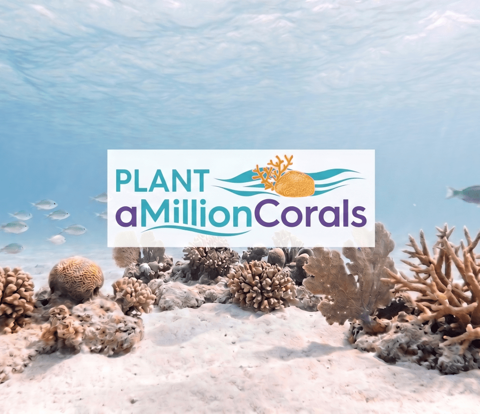 Underwater scene with rocks and corals, text 'Plant a Million Corals' overlaid.